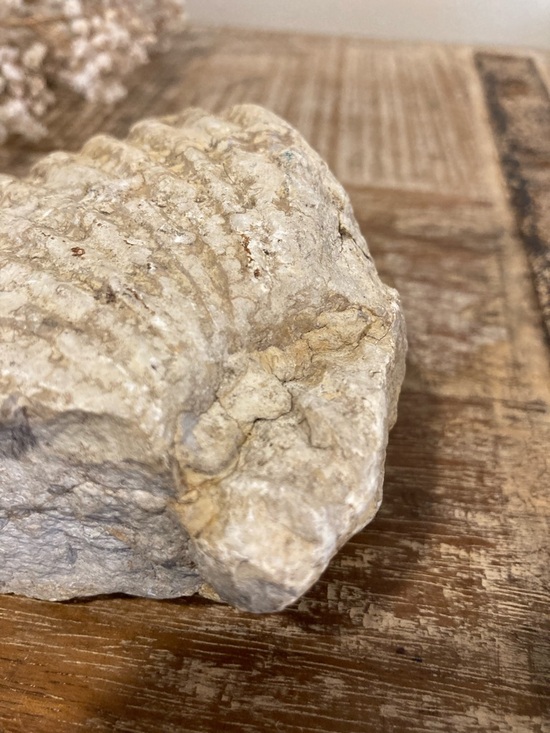 Fossilized Shell Chunk Stone Decor - Picture 8 of 11